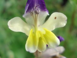 Sparaxis villosa flower